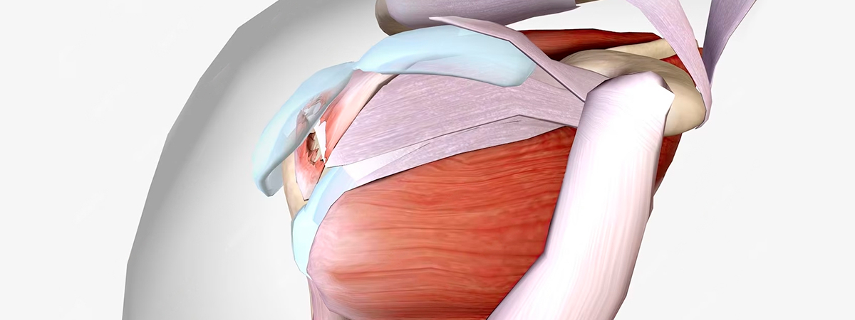 Anatomy and Function of the Rotator Cuff in Cycling