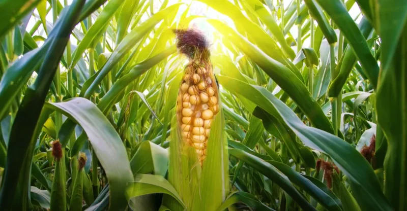 The effects of corn on sunburn recovery