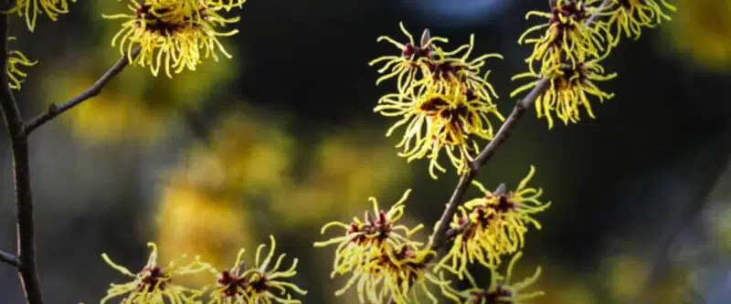 The benefits of witch hazel for sunburn before cycling