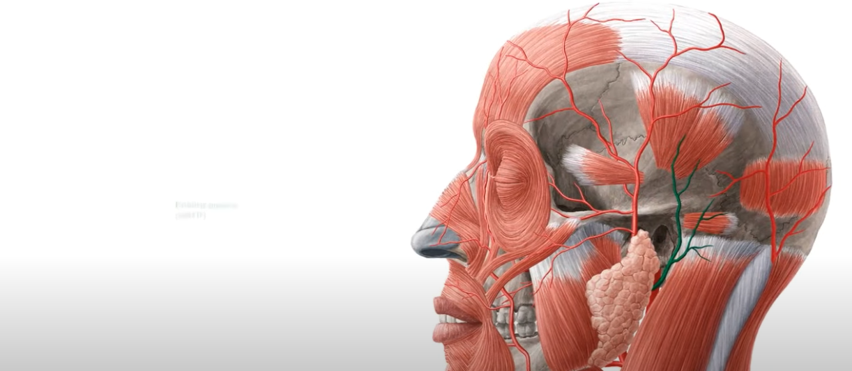 Physiological explanations for cycling heartbeats